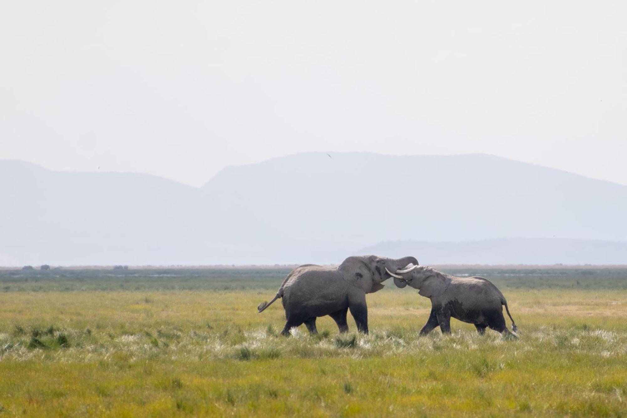 Little Amanya Camp Hotel Amboseli Luaran gambar